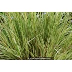 MOLINIA caerulea 'Variegata' MOLINIA caerulea 'Variegata'