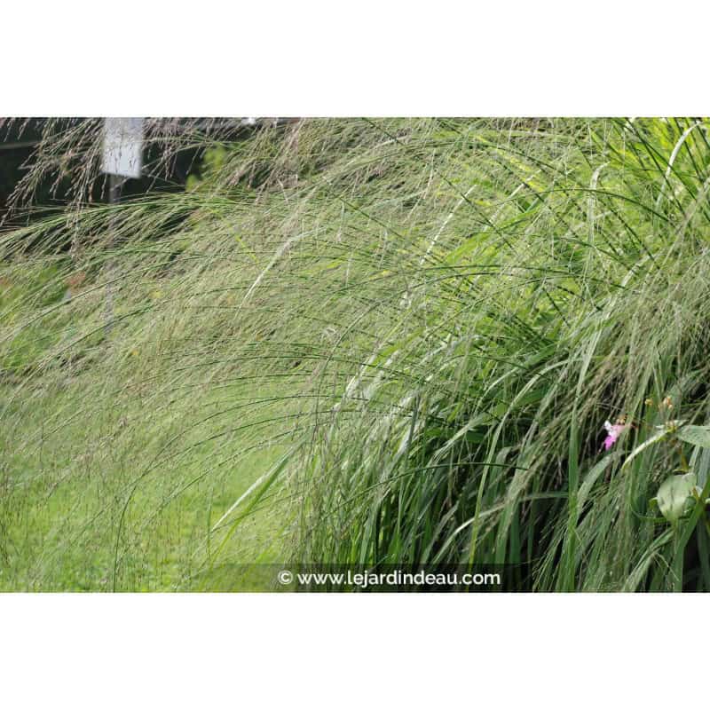 MOLINIA caerulea subsp. arundinacea 'Transparent' MOLINIA caerulea subsp. arundinacea 'Transparent'