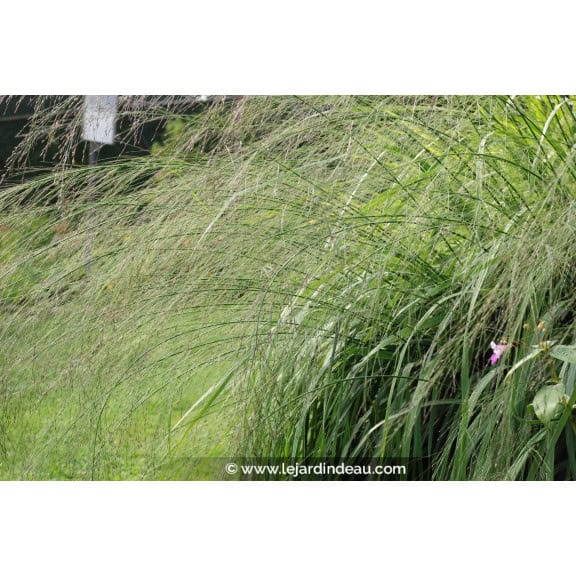 MOLINIA caerulea subsp. arundinacea 'Transparent'