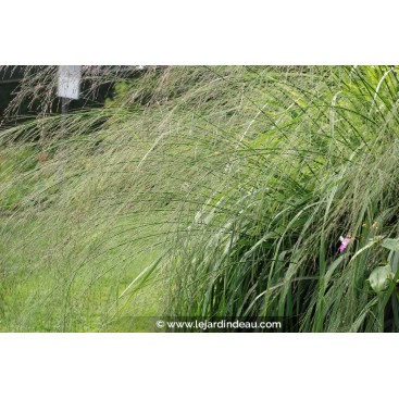 MOLINIA caerulea subsp. arundinacea \'Transparent\' - Molinie /  Tall Purple Moor-grass