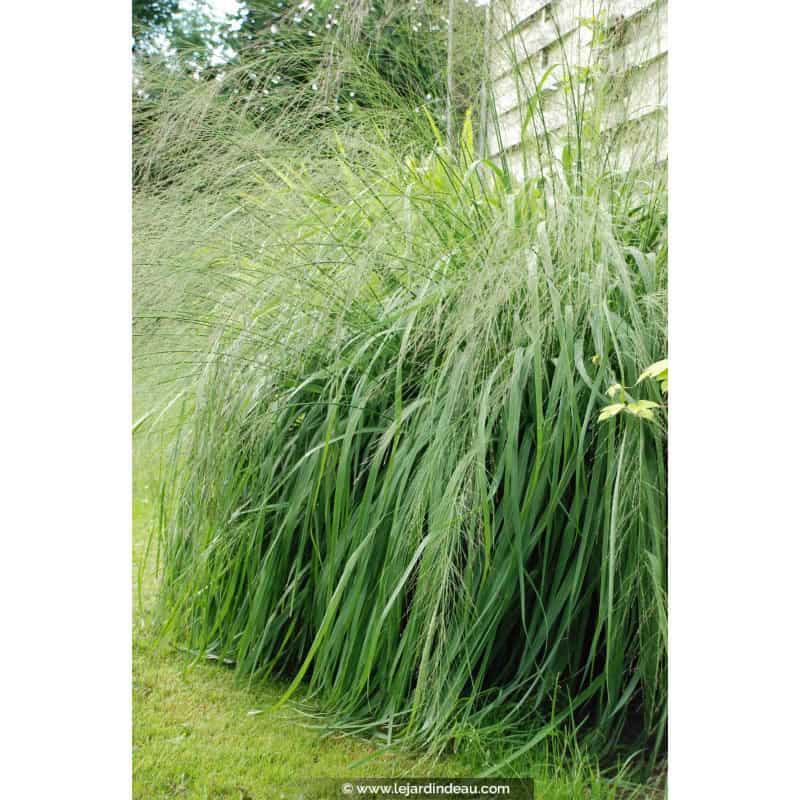 MOLINIA caerulea subsp. arundinacea 'Transparent' MOLINIA caerulea subsp. arundinacea 'Transparent'