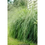 MOLINIA caerulea subsp. arundinacea 'Transparent' MOLINIA caerulea subsp. arundinacea 'Transparent'