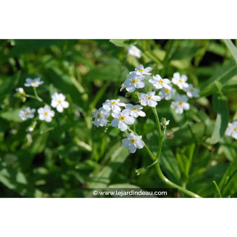 MYOSOTIS palustris 'Snowflakes' MYOSOTIS palustris 'Snowflakes'