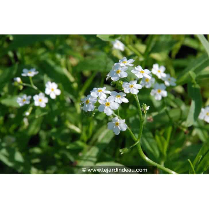 MYOSOTIS palustris 'Snowflakes'