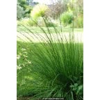 MOLINIA caerulea 'Edith Dudszus' MOLINIA caerulea 'Edith Dudszus'