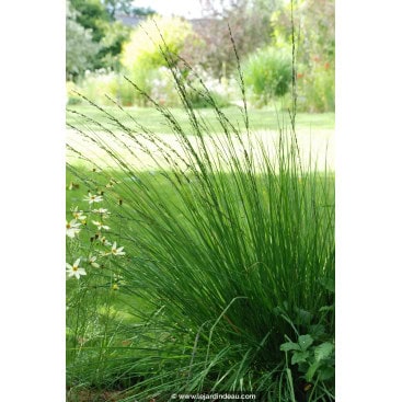 MOLINIA caerulea \'Edith Dudszus\' - Molinie bleue / Purple Moor Grass