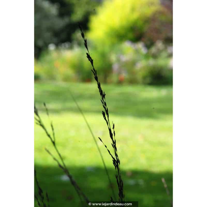 MOLINIA caerulea 'Edith Dudszus' MOLINIA caerulea 'Edith Dudszus'