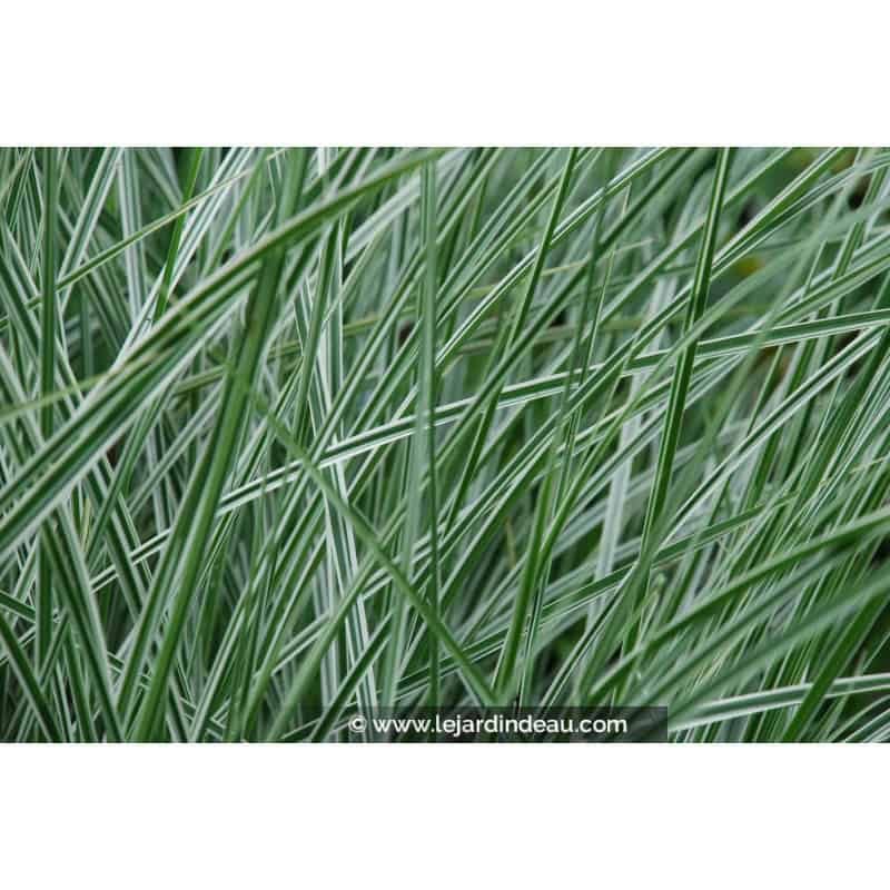 MISCANTHUS sinensis 'Morning Light' MISCANTHUS sinensis 'Morning Light'