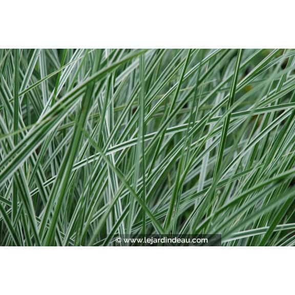 MISCANTHUS sinensis 'Morning Light'
