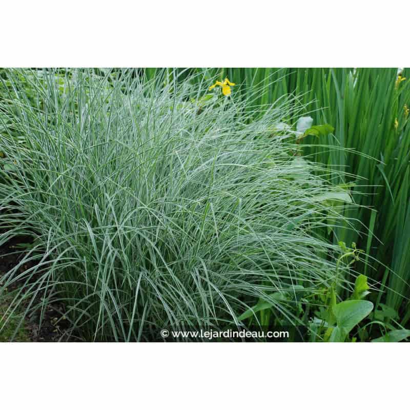 MISCANTHUS sinensis 'Morning Light' MISCANTHUS sinensis 'Morning Light'