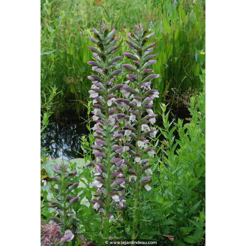 ACANTHUS spinosus ACANTHUS spinosus