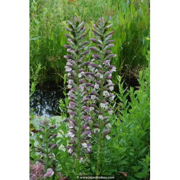 ACANTHUS spinosus - Acanthe épineuse