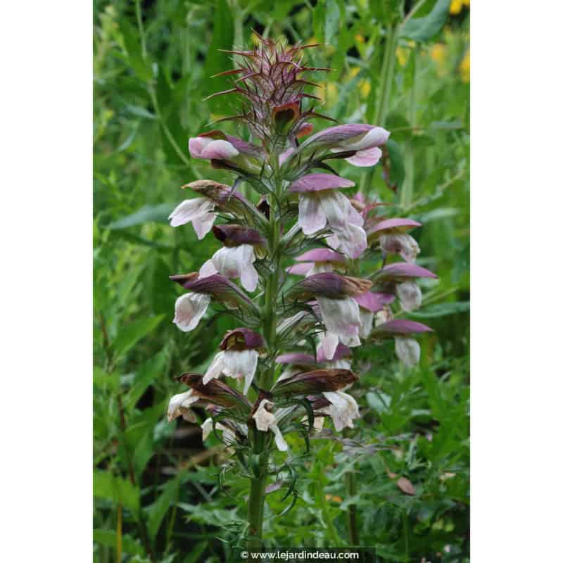 ACANTHUS spinosus ACANTHUS spinosus