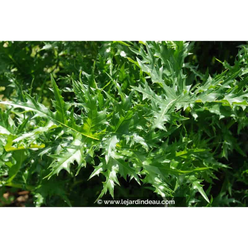 ACANTHUS spinosus ACANTHUS spinosus