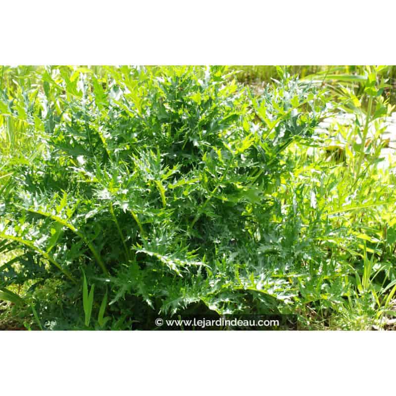 ACANTHUS spinosus ACANTHUS spinosus