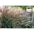 MISCANTHUS sinensis 'Krater' MISCANTHUS sinensis 'Krater'