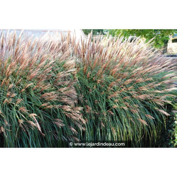 MISCANTHUS sinensis 'Krater'