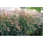 MISCANTHUS sinensis 'Krater' MISCANTHUS sinensis 'Krater'