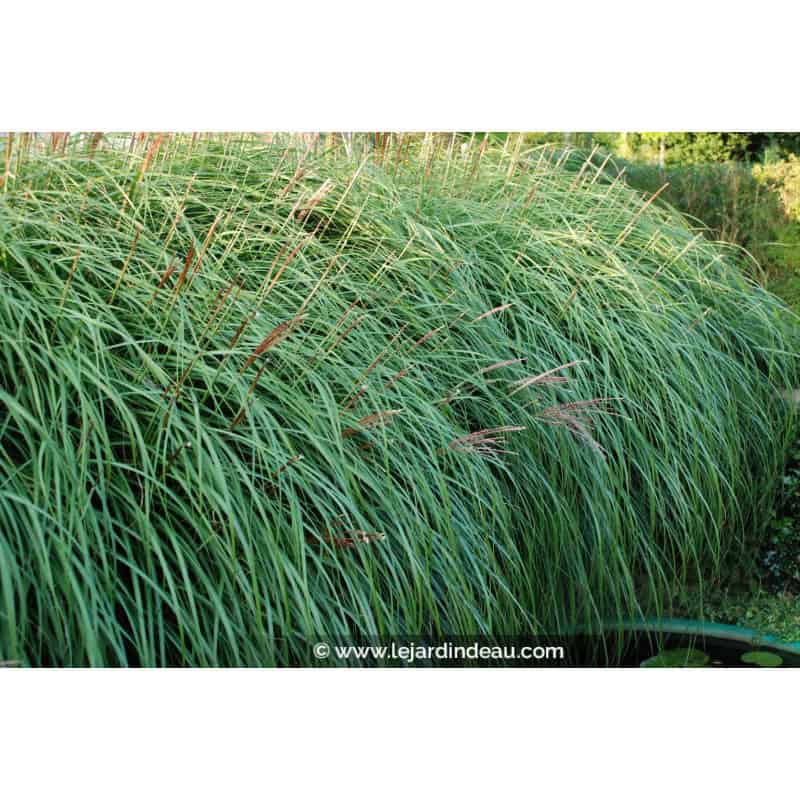 MISCANTHUS sinensis 'Krater' MISCANTHUS sinensis 'Krater'