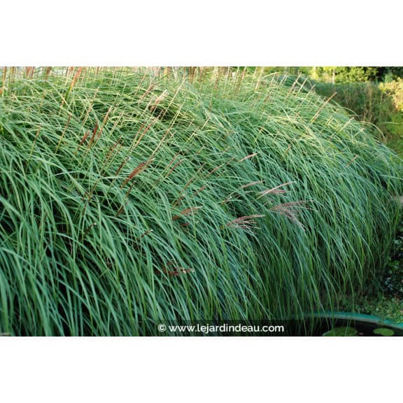 MISCANTHUS sinensis 'Krater'
