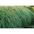MISCANTHUS sinensis 'Krater' MISCANTHUS sinensis 'Krater'