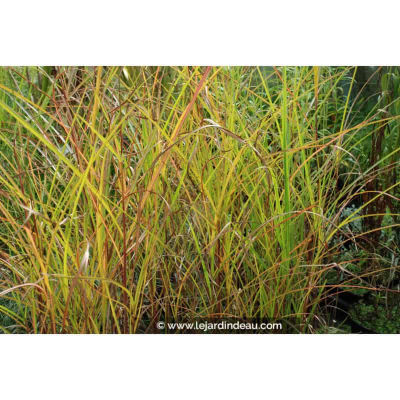 MISCANTHUS sinensis 'Graziella' MISCANTHUS sinensis 'Graziella'