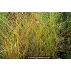 MISCANTHUS sinensis 'Graziella' MISCANTHUS sinensis 'Graziella'