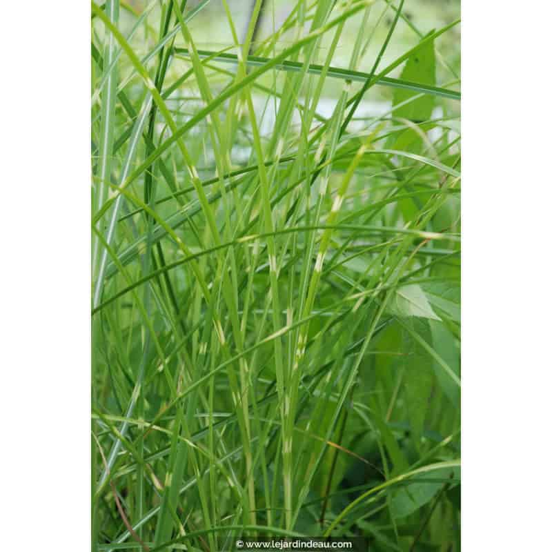 MISCANTHUS sinensis 'Etincelle' MISCANTHUS sinensis 'Etincelle'
