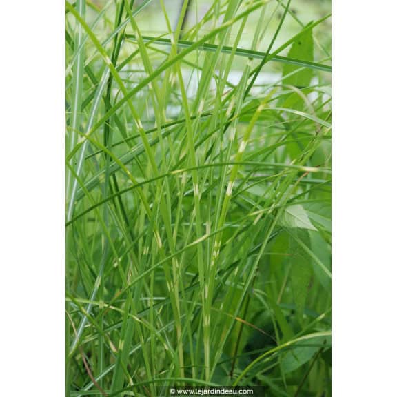 MISCANTHUS sinensis 'Etincelle'