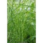 MISCANTHUS sinensis 'Etincelle' MISCANTHUS sinensis 'Etincelle'