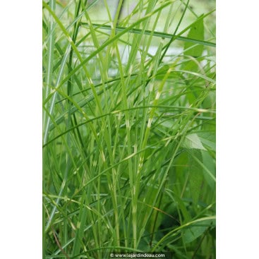 MISCANTHUS sinensis \'Etincelle\' - Roseau de Chine /  Eulalie /  Elephant Grass