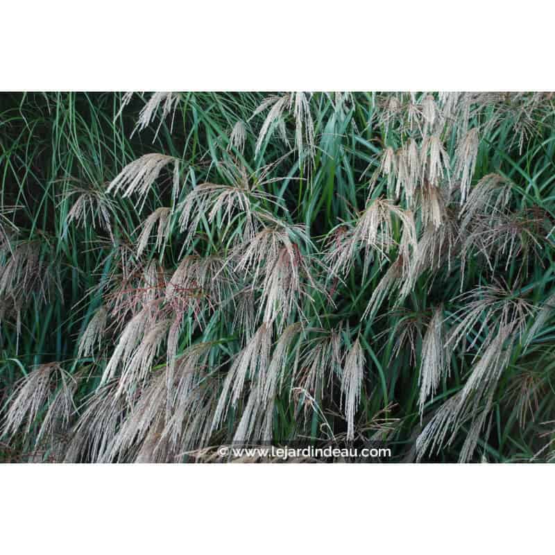 MISCANTHUS sinensis 'Kleine Fontäne' MISCANTHUS sinensis 'Kleine Fontäne'