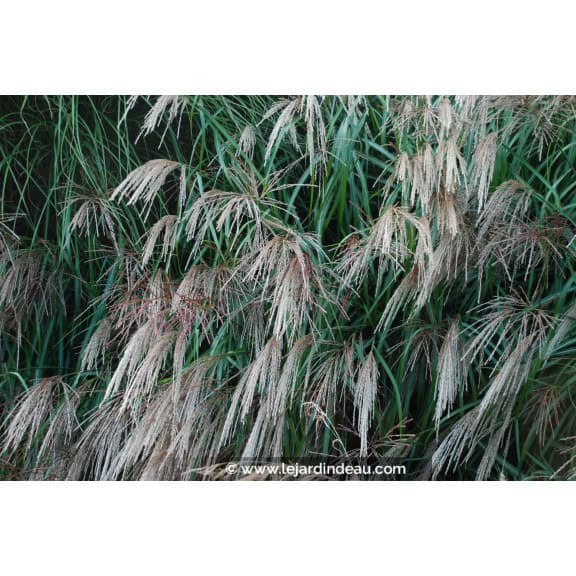MISCANTHUS sinensis 'Kleine Font&auml;ne'