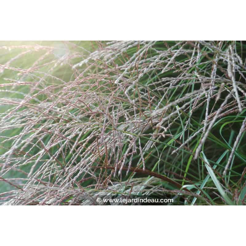 MISCANTHUS sinensis 'Kleine Fontäne' MISCANTHUS sinensis 'Kleine Fontäne'