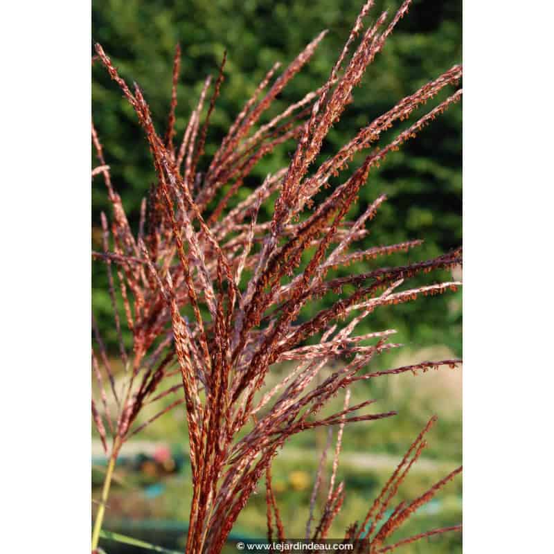 MISCANTHUS sinensis 'Malepartus' MISCANTHUS sinensis 'Malepartus'