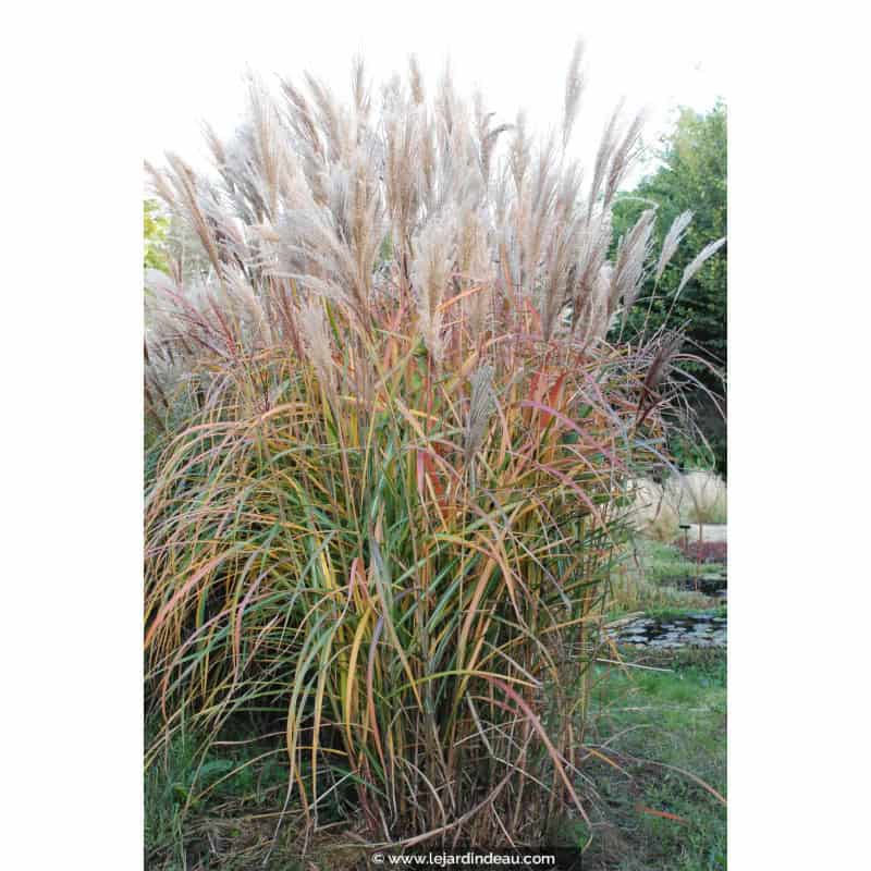 MISCANTHUS sinensis 'Malepartus' MISCANTHUS sinensis 'Malepartus'