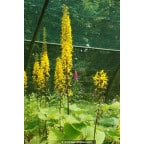 LIGULARIA wilsoniana LIGULARIA wilsoniana