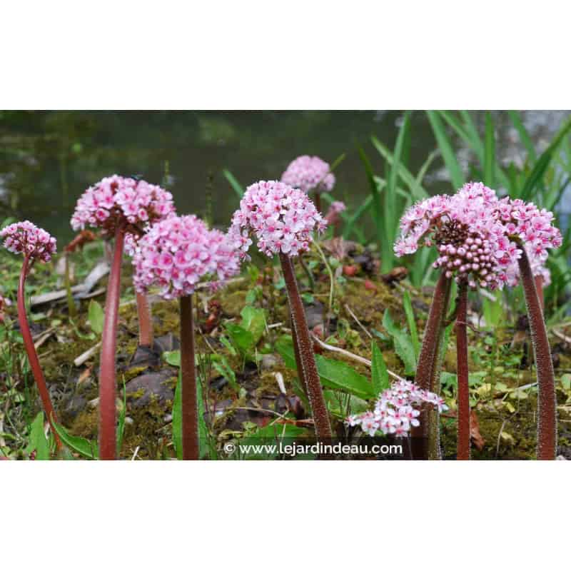 DARMERA peltata DARMERA peltata