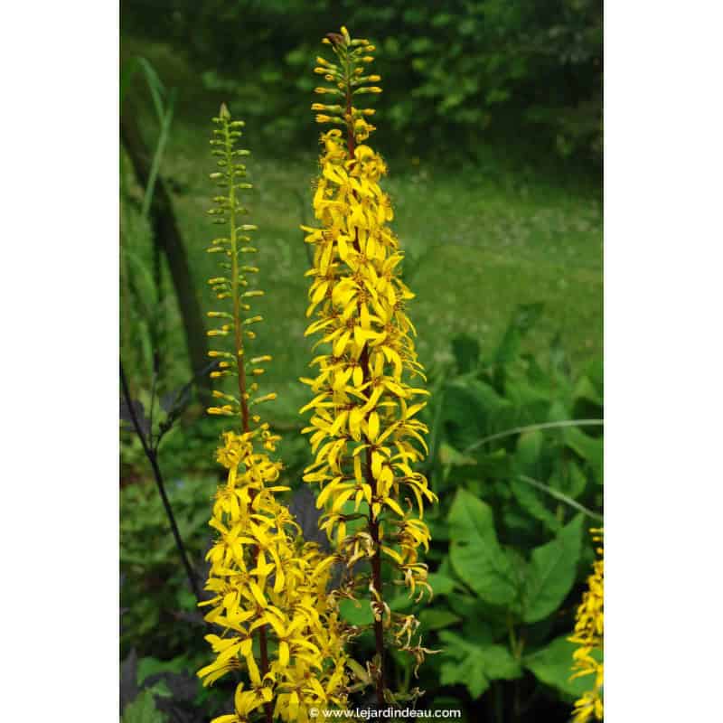 LIGULARIA wilsoniana LIGULARIA wilsoniana