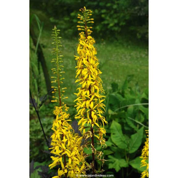 LIGULARIA wilsoniana