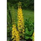 LIGULARIA wilsoniana LIGULARIA wilsoniana