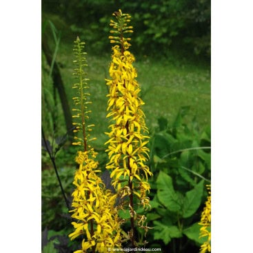 LIGULARIA wilsoniana - Ligulaire