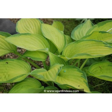 HOSTA \'Gold Standard\' - Hosta, Funkia, Lis plantain