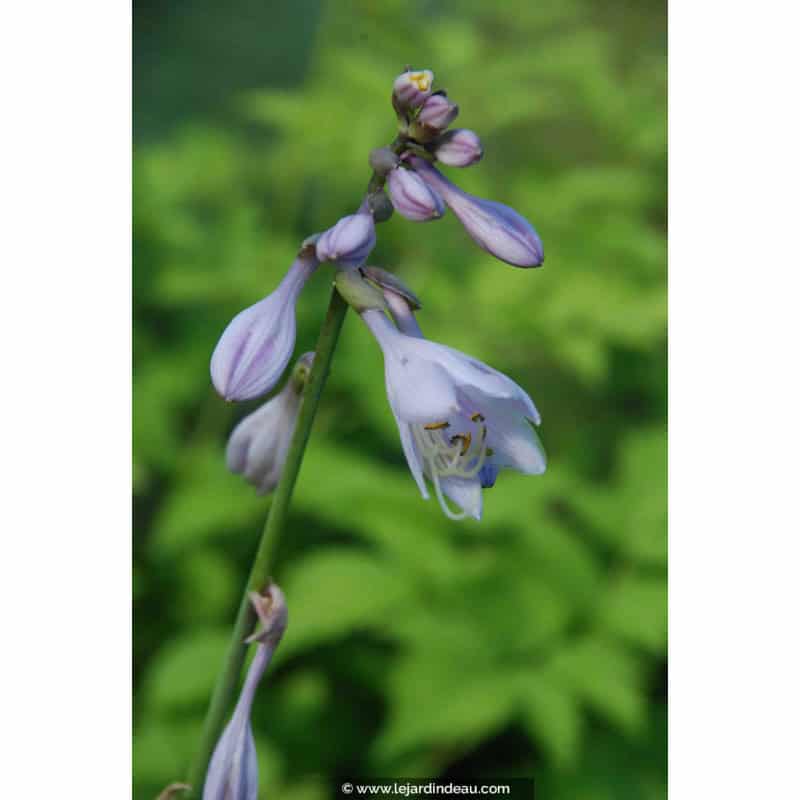 HOSTA 'Zounds'