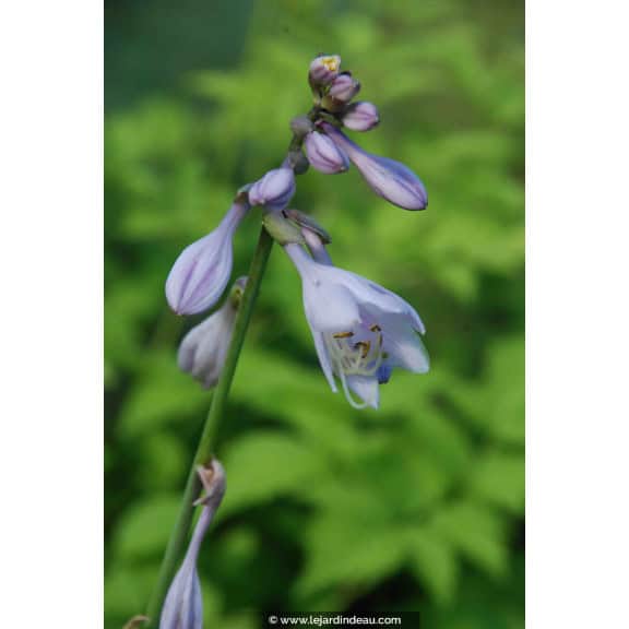HOSTA 'Zounds'
