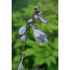 HOSTA 'Zounds'