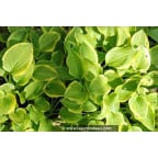 HOSTA 'Golden Tiara' HOSTA 'Golden Tiara'