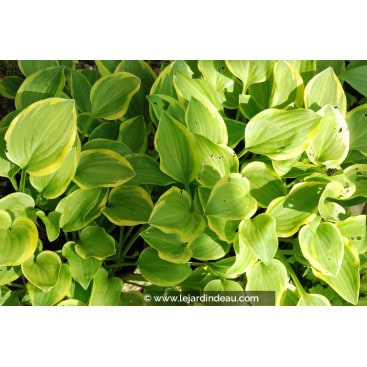 HOSTA \'Golden Tiara\' - Hosta, Funkia, Lis plantain