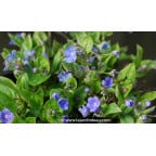 OMPHALODES cappadocica OMPHALODES cappadocica