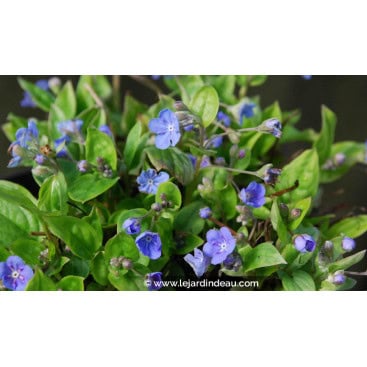 OMPHALODES cappadocica - Petite bourrache